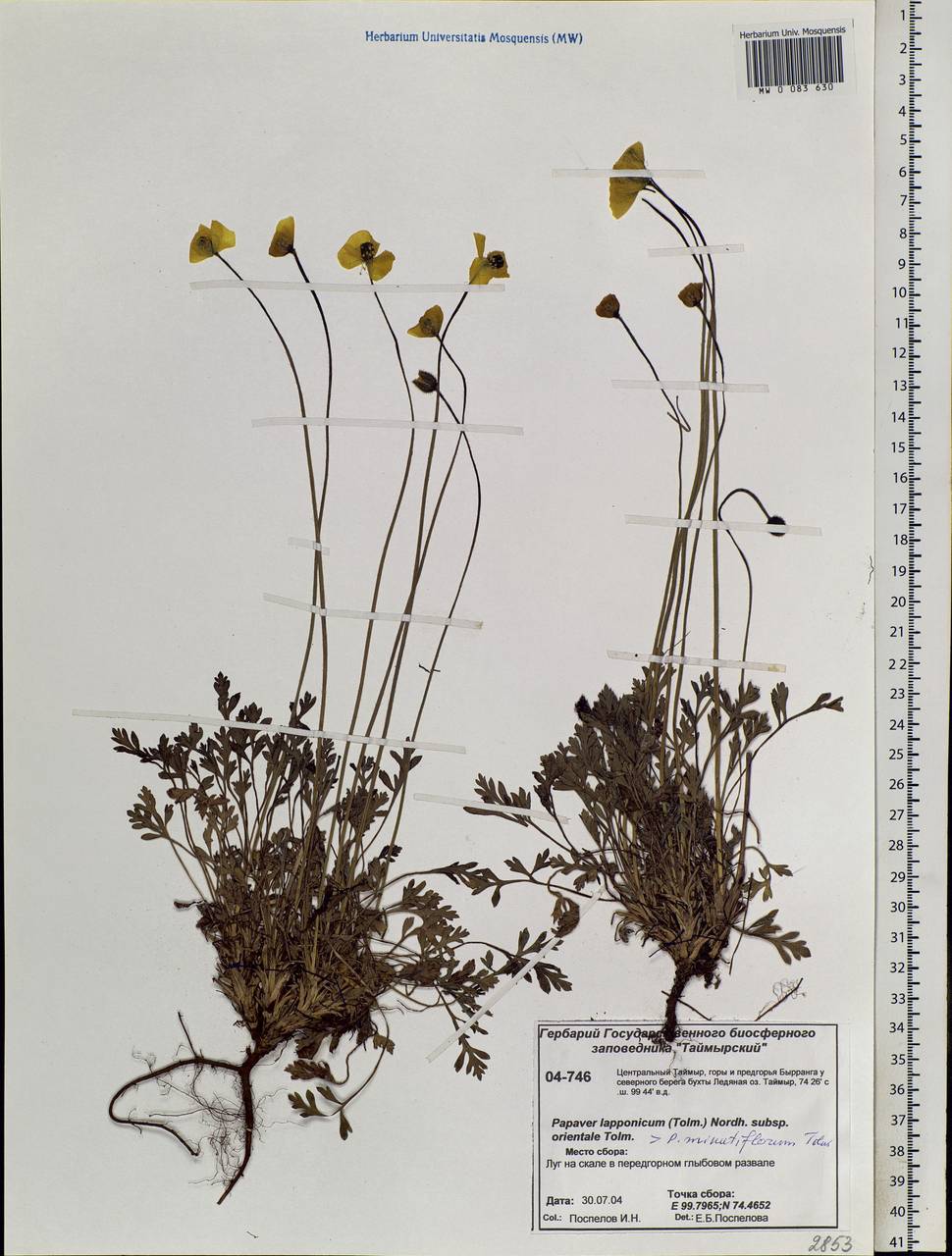 Oreomecon lapponica (Tolm.) Galasso, Banfi & Bartolucci, Siberia, Central Siberia (S3) (Russia)