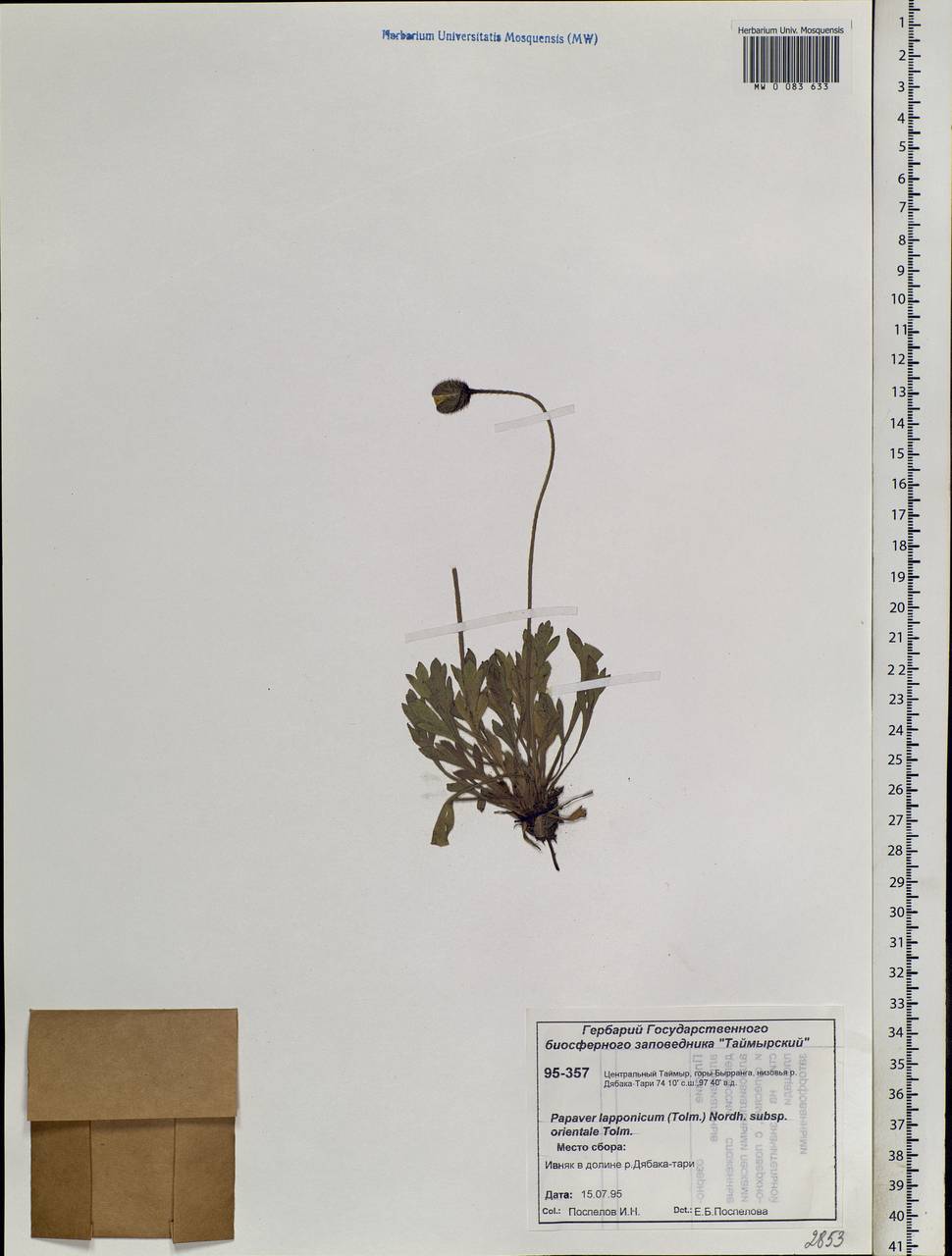 Oreomecon lapponica (Tolm.) Galasso, Banfi & Bartolucci, Siberia, Central Siberia (S3) (Russia)