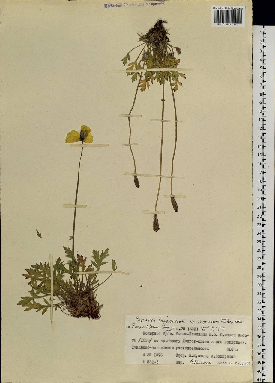 Oreomecon lapponica (Tolm.) Galasso, Banfi & Bartolucci, Siberia, Western Siberia (S1) (Russia)