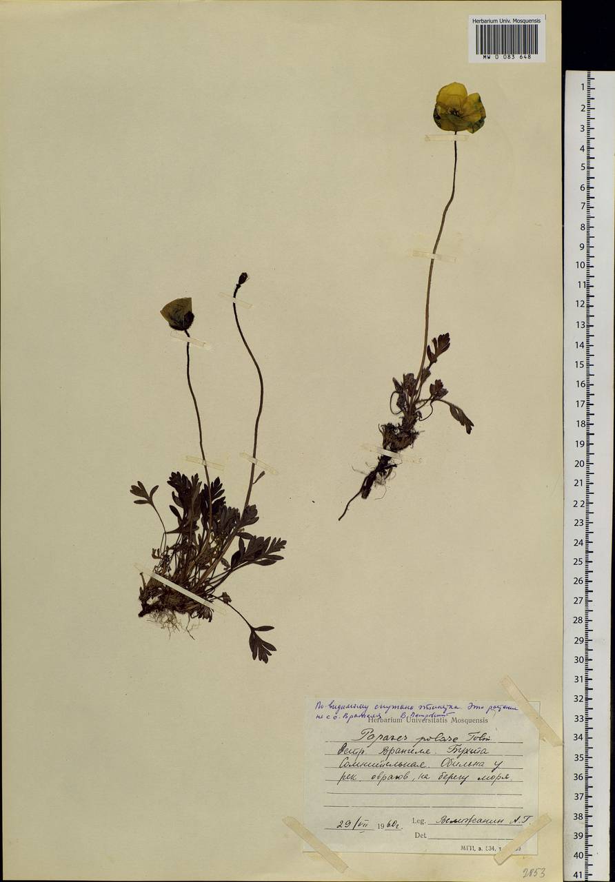 Papaver radicatum subsp. dahlianum (Nordh.) Rändel, Siberia, Chukotka & Kamchatka (S7) (Russia)