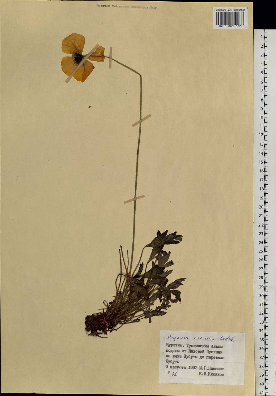 Oreomecon croceum (Ledeb.) Banfi, Bartolucci, J.-M.Tison & Galasso, Siberia, Baikal & Transbaikal region (S4) (Russia)