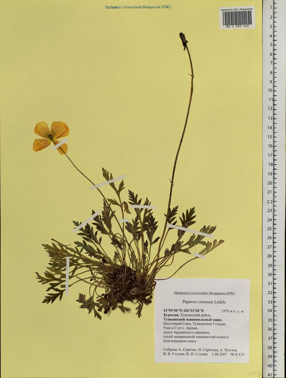 Papaver croceum Ledeb., Siberia, Baikal & Transbaikal region (S4) (Russia)