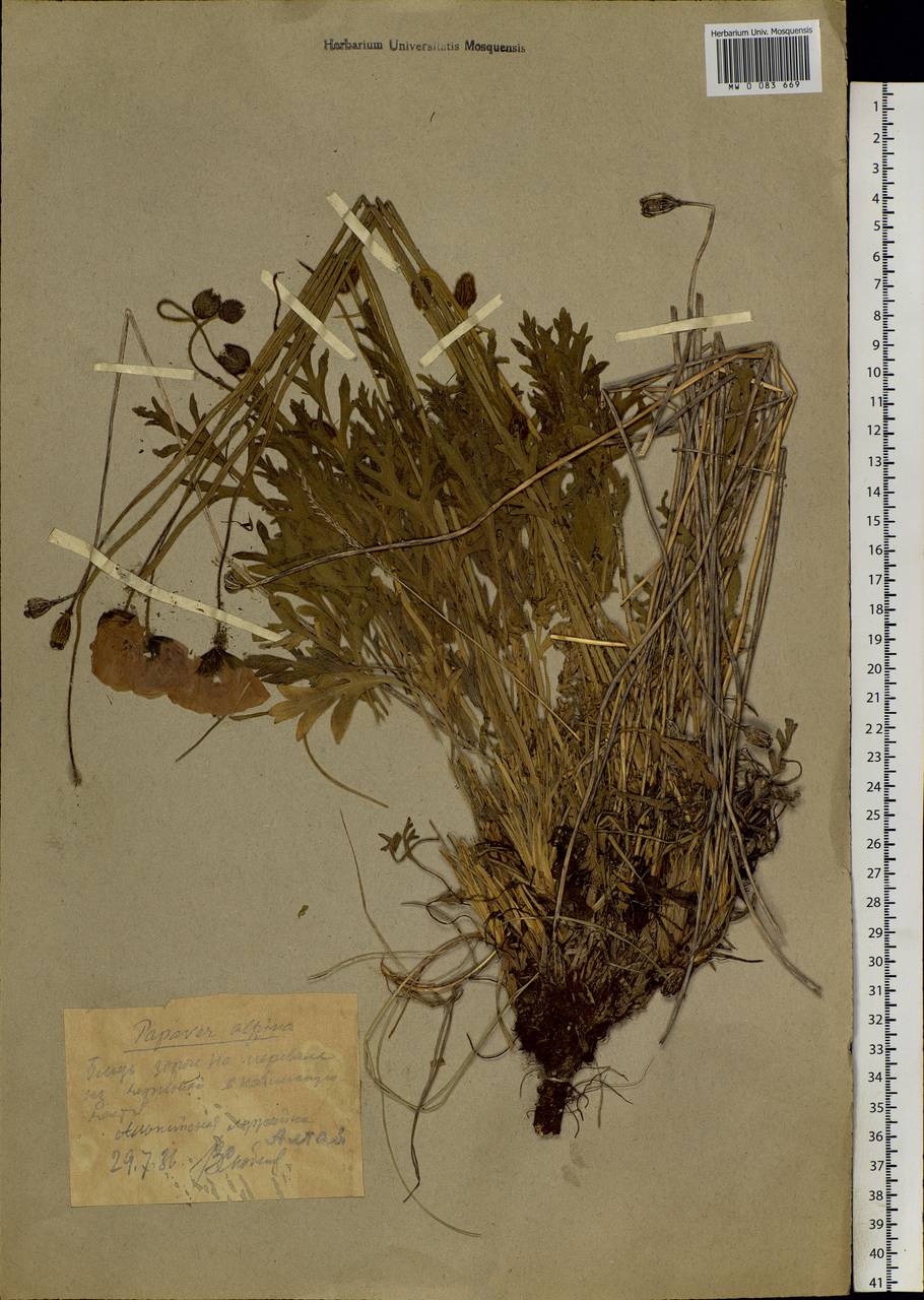 Papaver croceum Ledeb., Siberia, Western (Kazakhstan) Altai Mountains (S2a) (Kazakhstan)