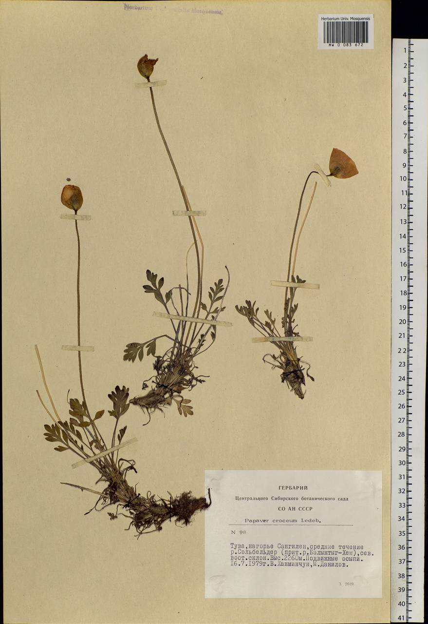 Papaver croceum Ledeb., Siberia, Altai & Sayany Mountains (S2) (Russia)