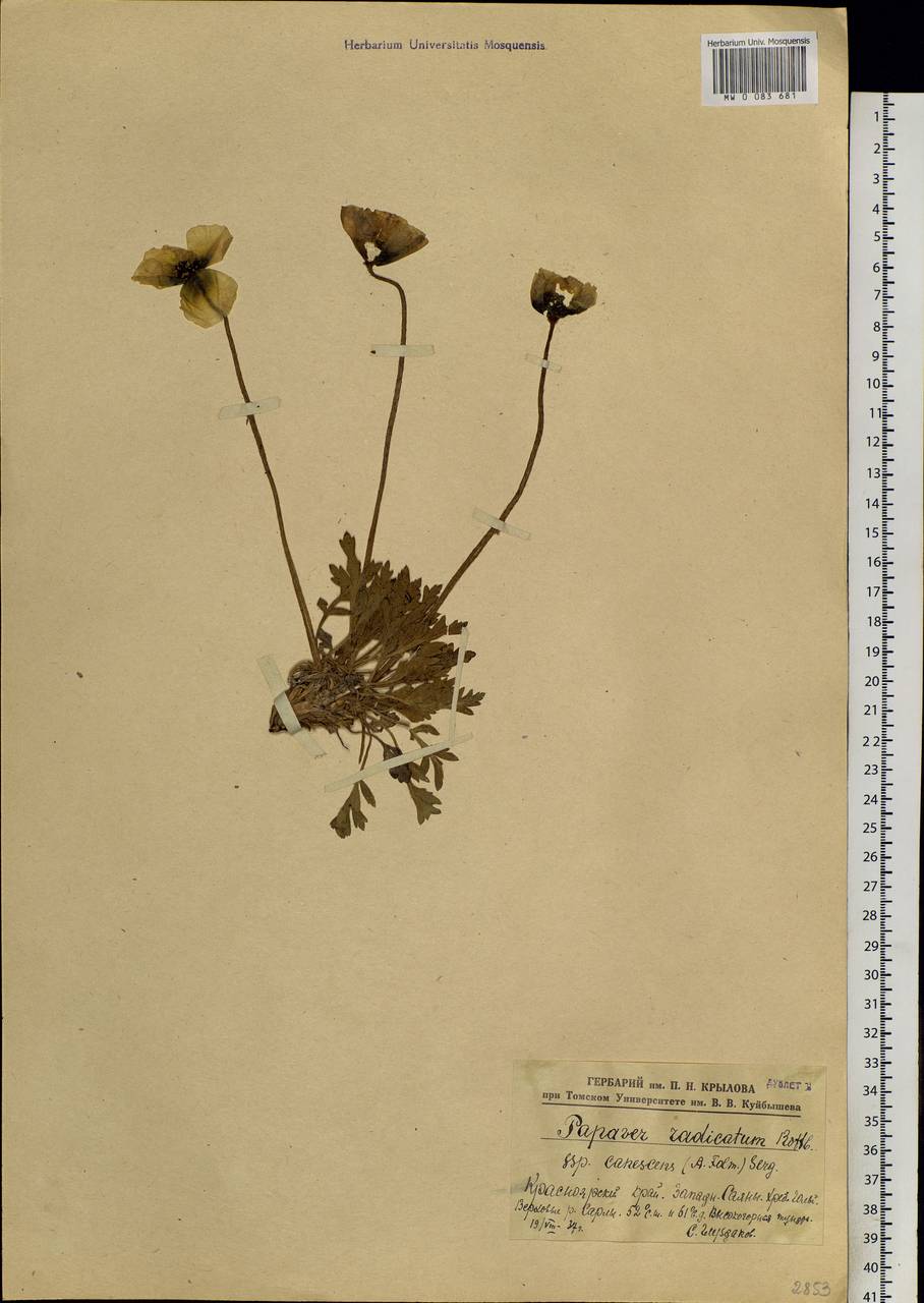 Oreomecon pseudocanescens (Popov) Galasso, Banfi & Bartolucci, Siberia, Altai & Sayany Mountains (S2) (Russia)