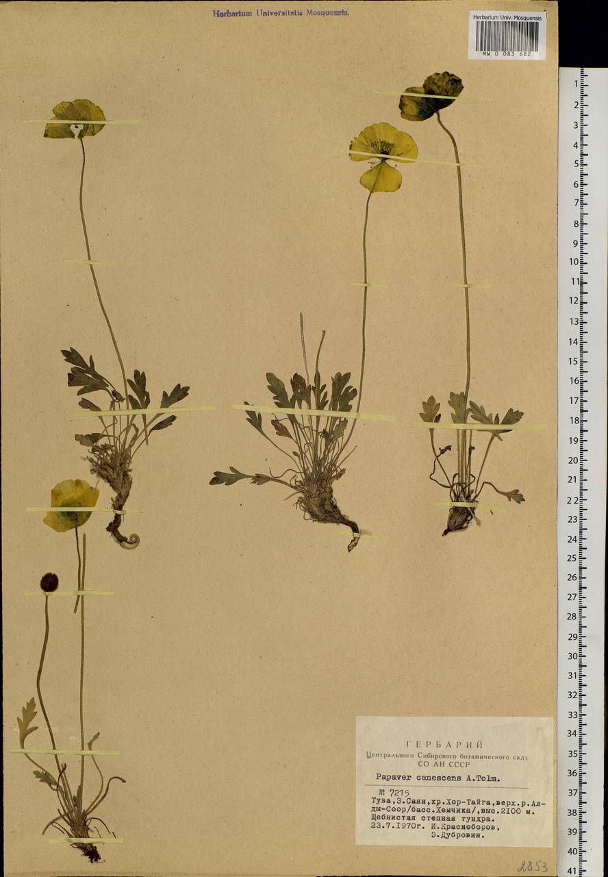 Oreomecon pseudocanescens (Popov) Galasso, Banfi & Bartolucci, Siberia, Altai & Sayany Mountains (S2) (Russia)