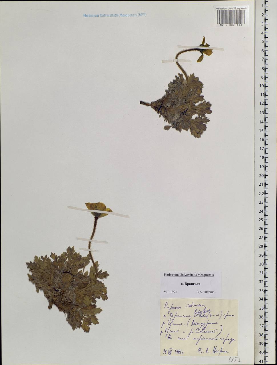 Papaver calcareum V. V. Petrovsky, Siberia, Chukotka & Kamchatka (S7) (Russia)