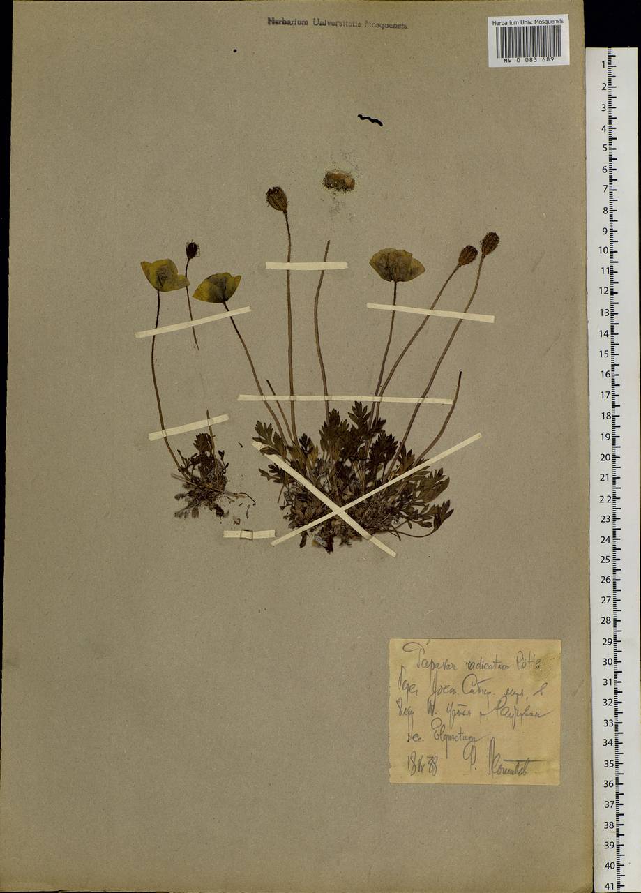 Papaver anjuicum Tolm., Siberia, Chukotka & Kamchatka (S7) (Russia)