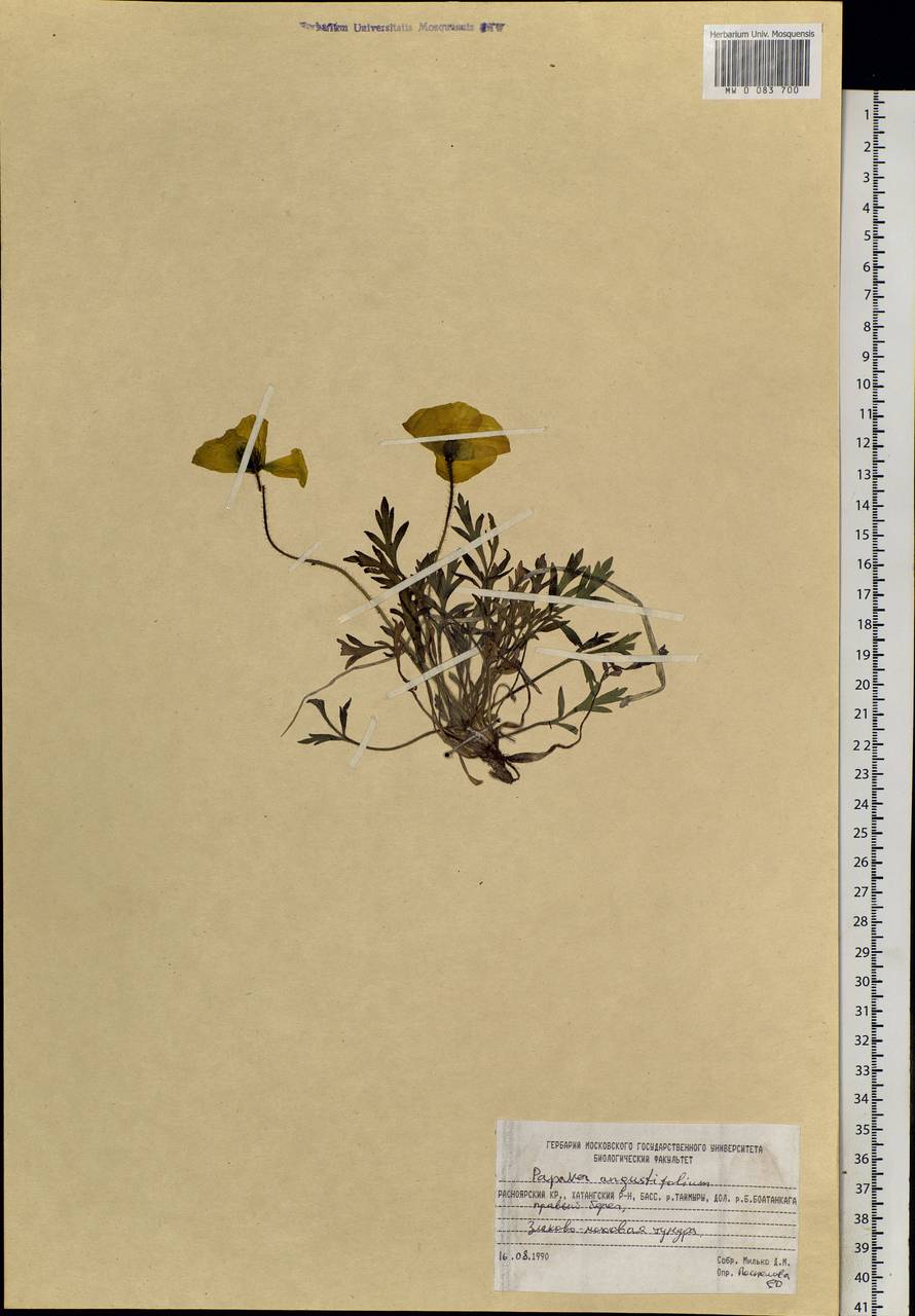 Oreomecon angustifolia (Tolm.) Krivenko, Siberia, Central Siberia (S3) (Russia)