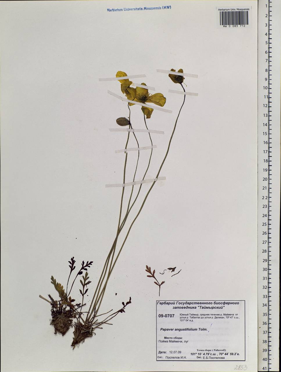 Papaver angustifolium Tolm., Siberia, Central Siberia (S3) (Russia)