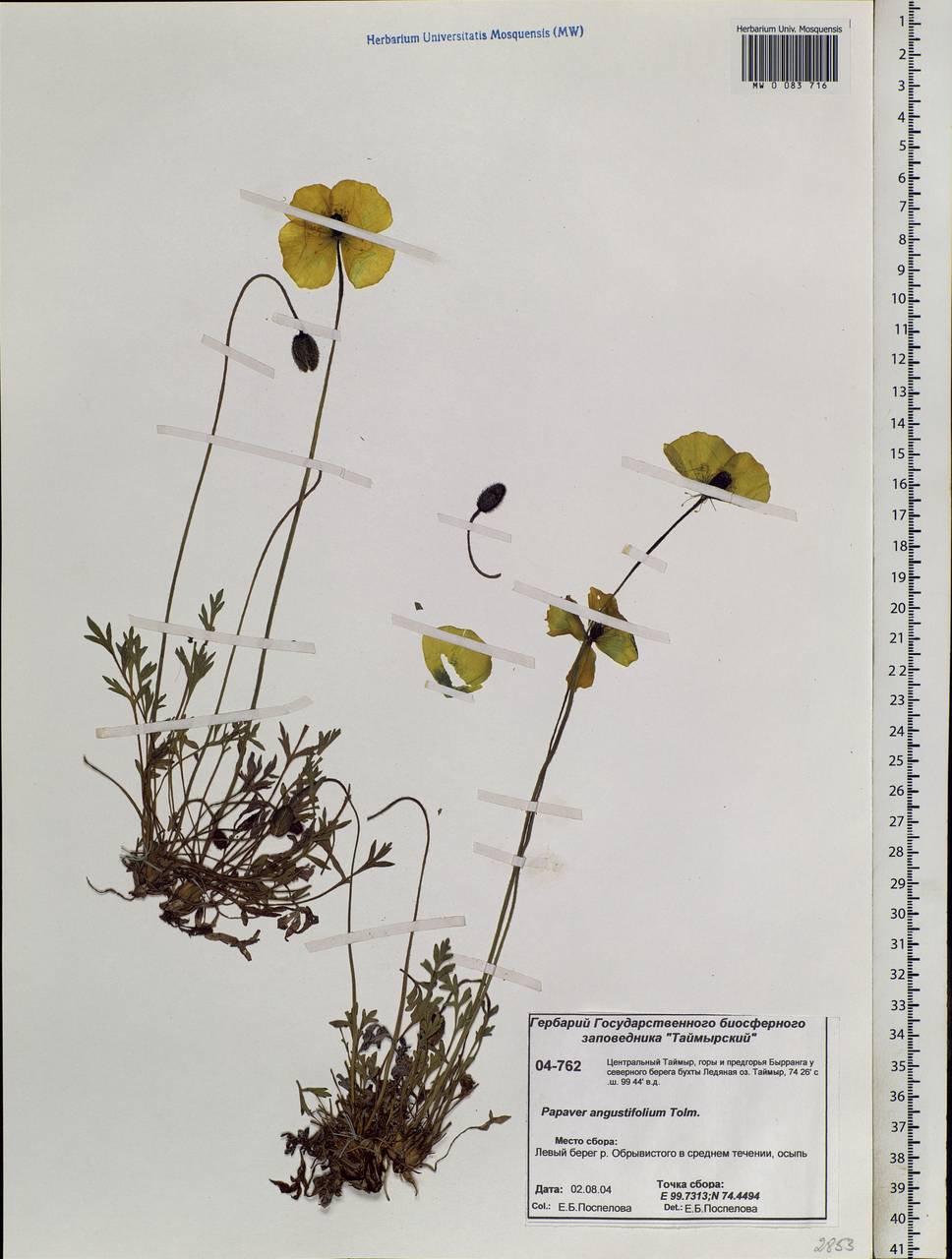 Oreomecon angustifolia (Tolm.) Krivenko, Siberia, Central Siberia (S3) (Russia)