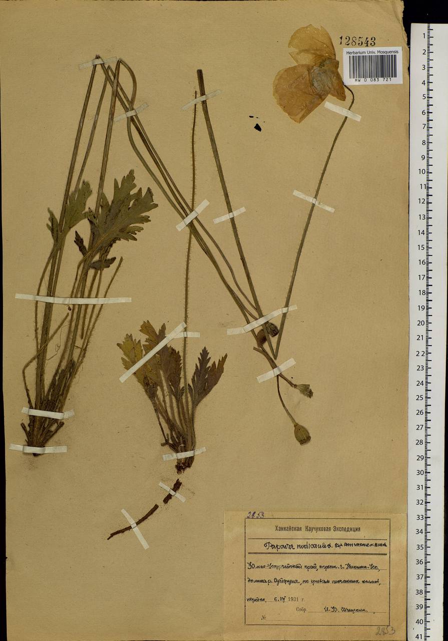 Papaver croceum subsp. chinense (Regel) Rändel, Siberia, Russian Far East (S6) (Russia)