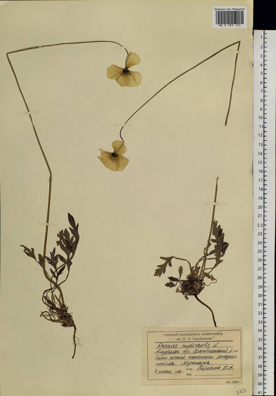 Papaver croceum subsp. chinense (Regel) Rändel, Siberia, Russian Far East (S6) (Russia)