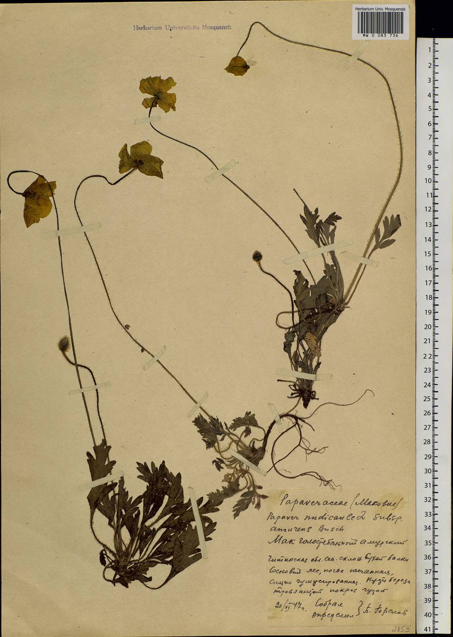 Papaver croceum subsp. chinense (Regel) Rändel, Siberia, Baikal & Transbaikal region (S4) (Russia)