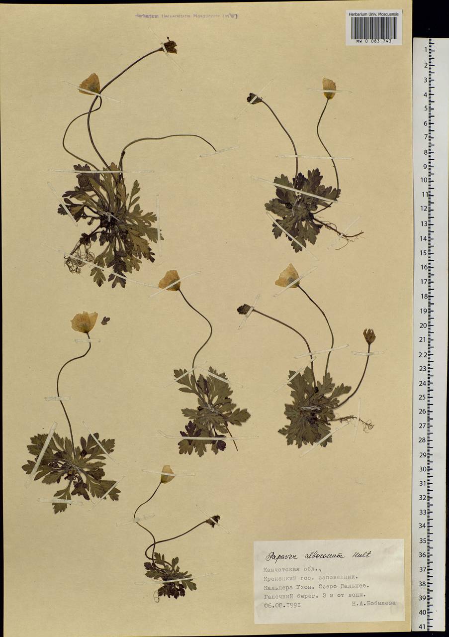 Oreomecon alborosea (Hultén) Galasso, Banfi & Bartolucci, Siberia, Chukotka & Kamchatka (S7) (Russia)