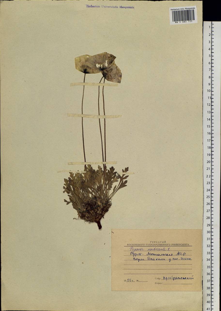 Papaver, Siberia, Baikal & Transbaikal region (S4) (Russia)