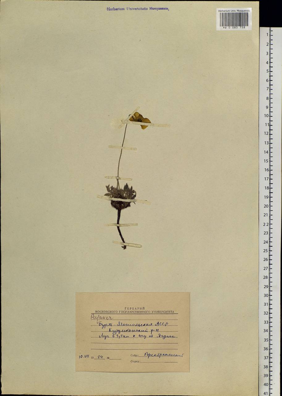 Papaver, Siberia, Baikal & Transbaikal region (S4) (Russia)