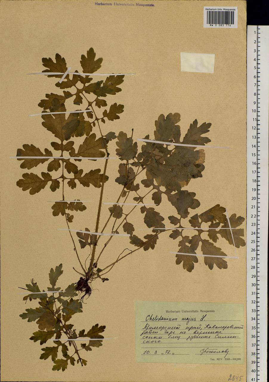 Chelidonium majus L., Siberia, Russian Far East (S6) (Russia)