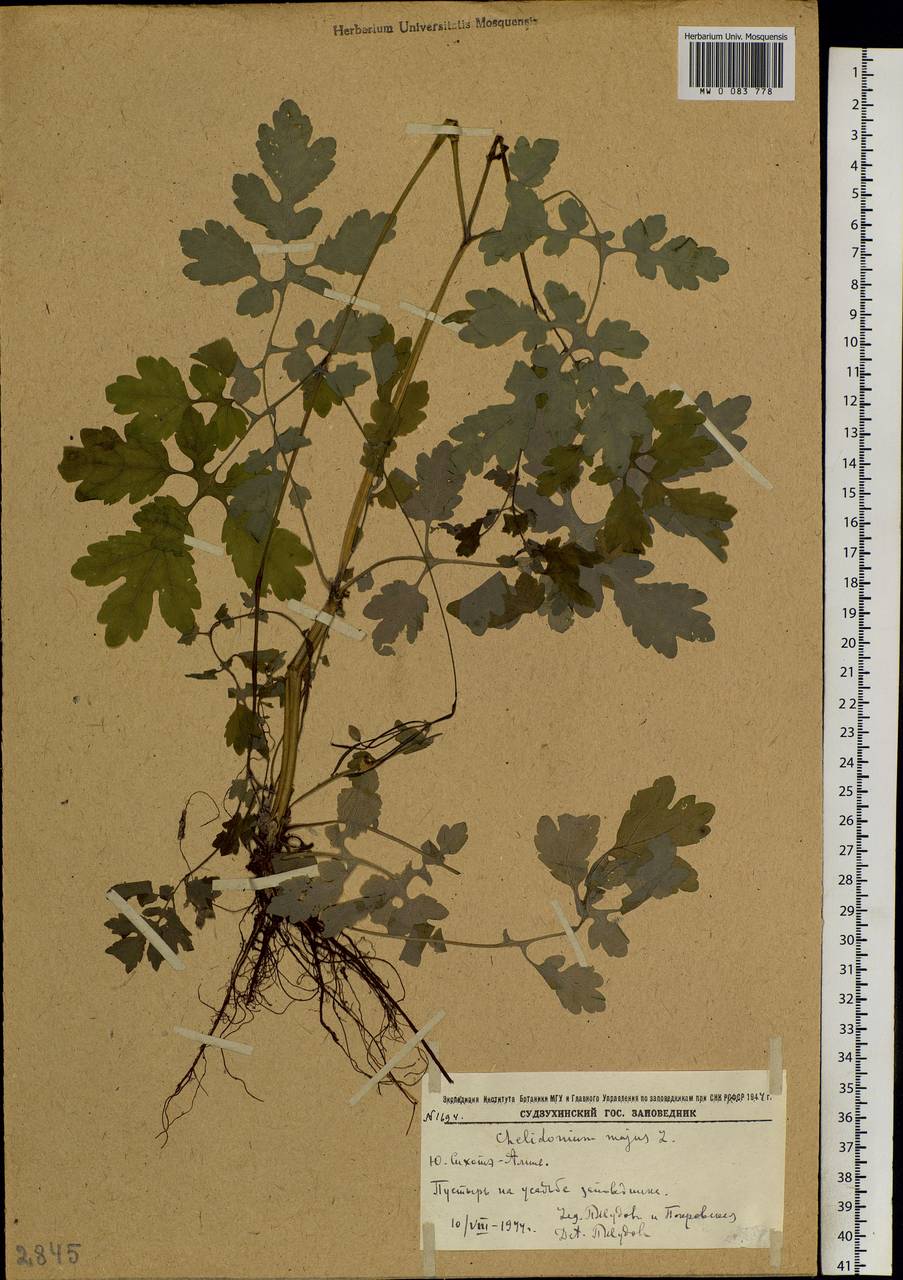 Chelidonium majus L., Siberia, Russian Far East (S6) (Russia)