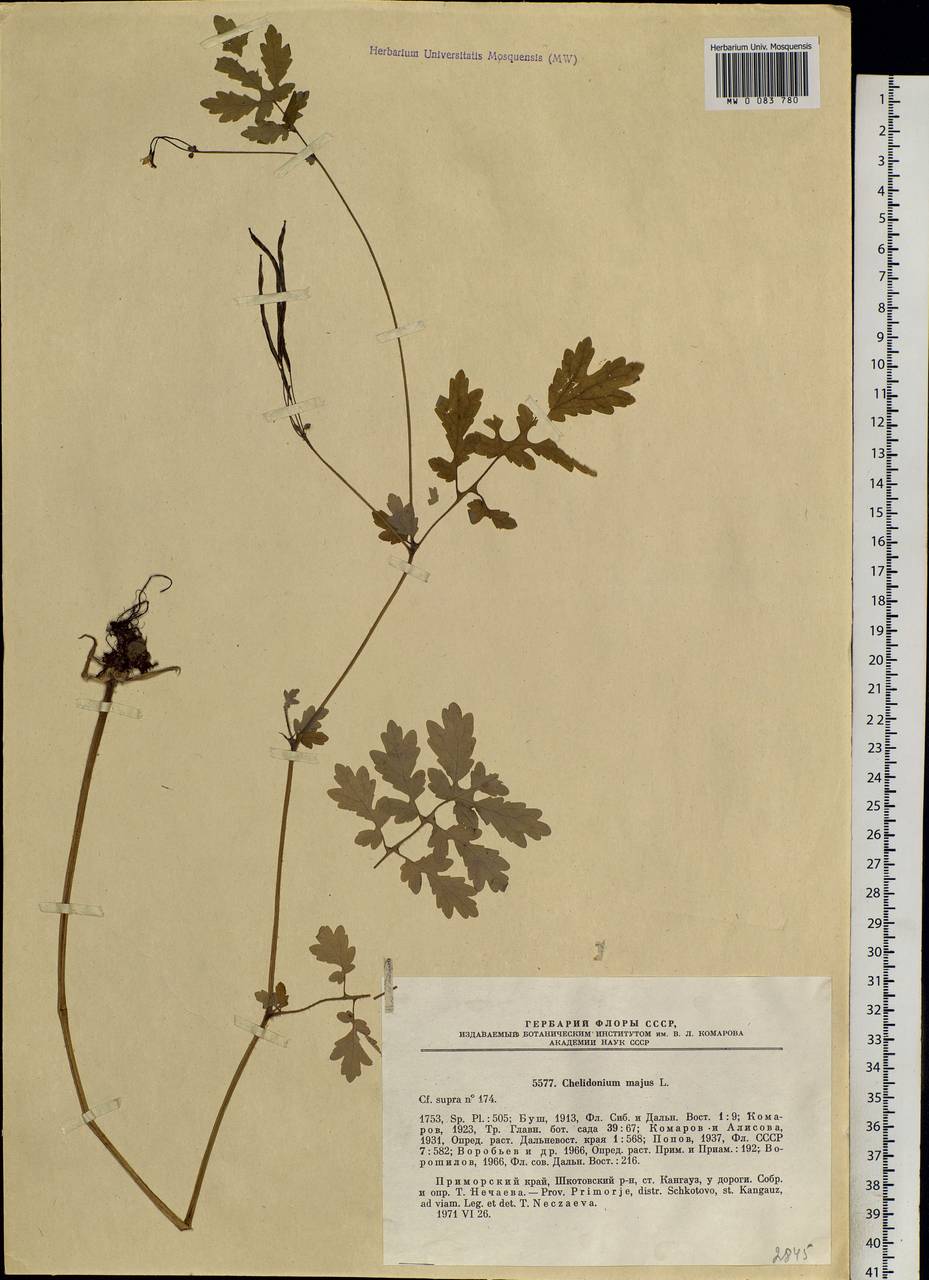 Chelidonium majus L., Siberia, Russian Far East (S6) (Russia)