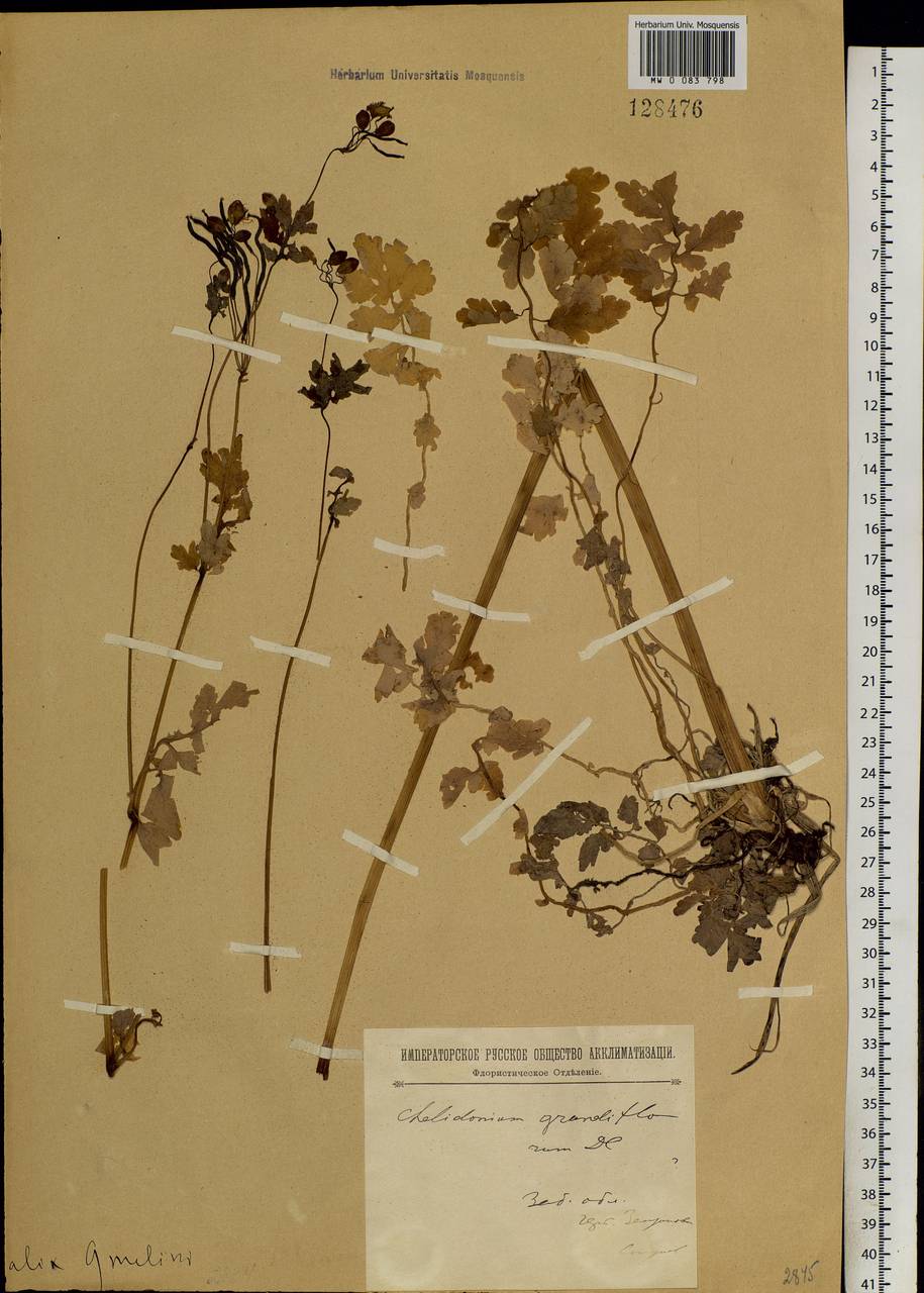 Chelidonium majus L., Siberia, Baikal & Transbaikal region (S4) (Russia)