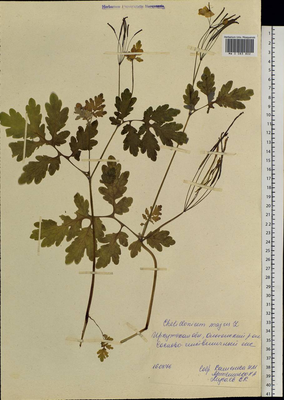 Chelidonium majus L., Siberia, Baikal & Transbaikal region (S4) (Russia)