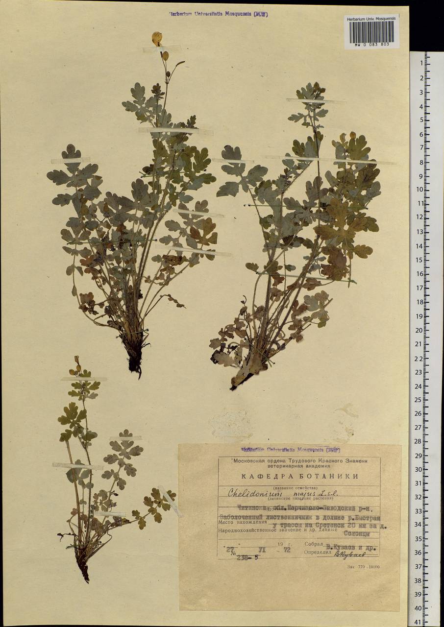 Chelidonium majus L., Siberia, Baikal & Transbaikal region (S4) (Russia)