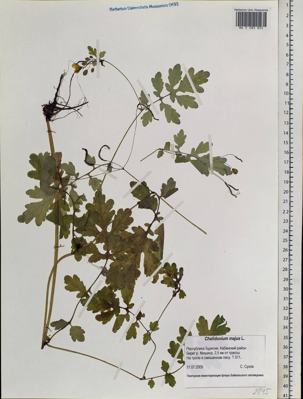 Chelidonium majus L., Siberia, Baikal & Transbaikal region (S4) (Russia)