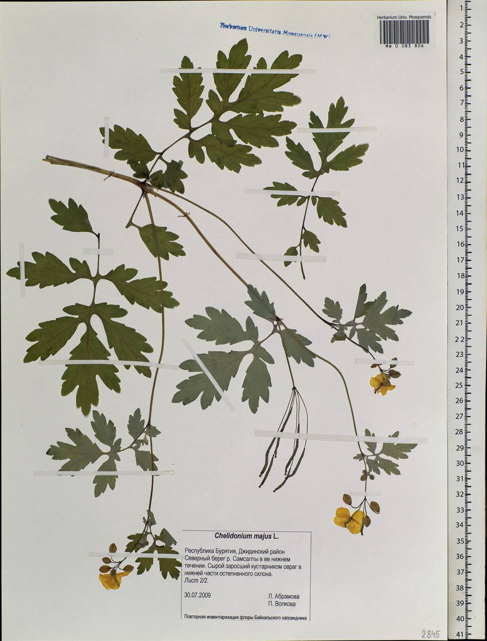 Chelidonium majus L., Siberia, Baikal & Transbaikal region (S4) (Russia)