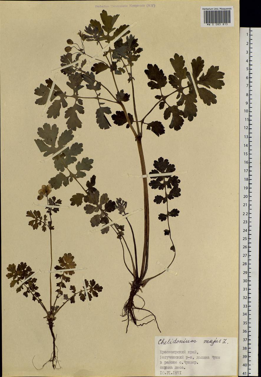 Chelidonium majus L., Siberia, Central Siberia (S3) (Russia)