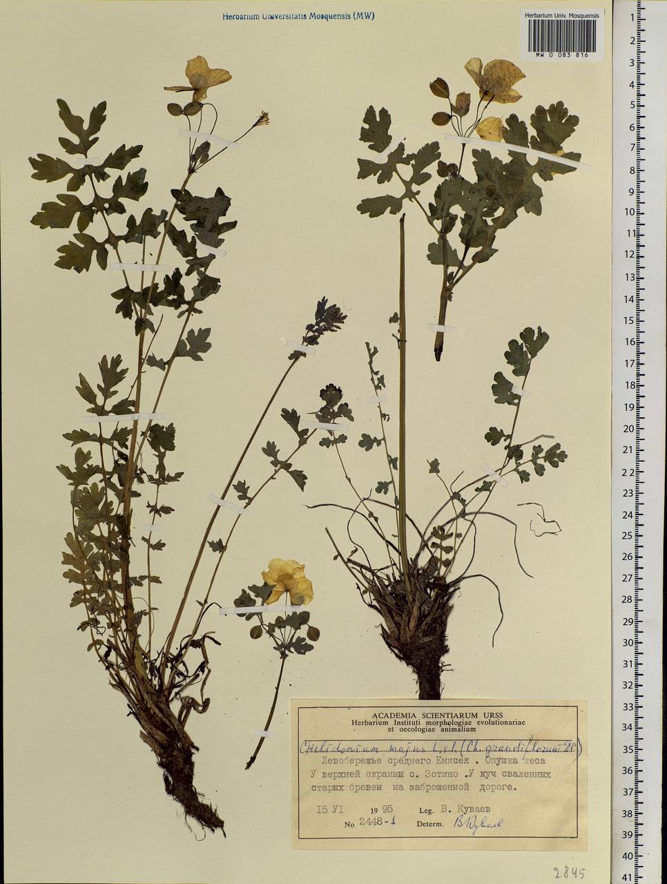 Chelidonium majus L., Siberia, Central Siberia (S3) (Russia)