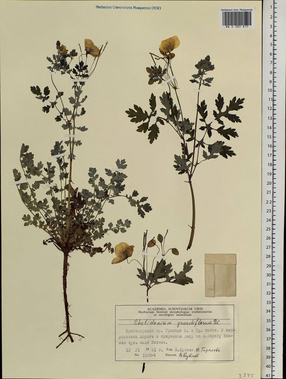 Chelidonium majus L., Siberia, Central Siberia (S3) (Russia)