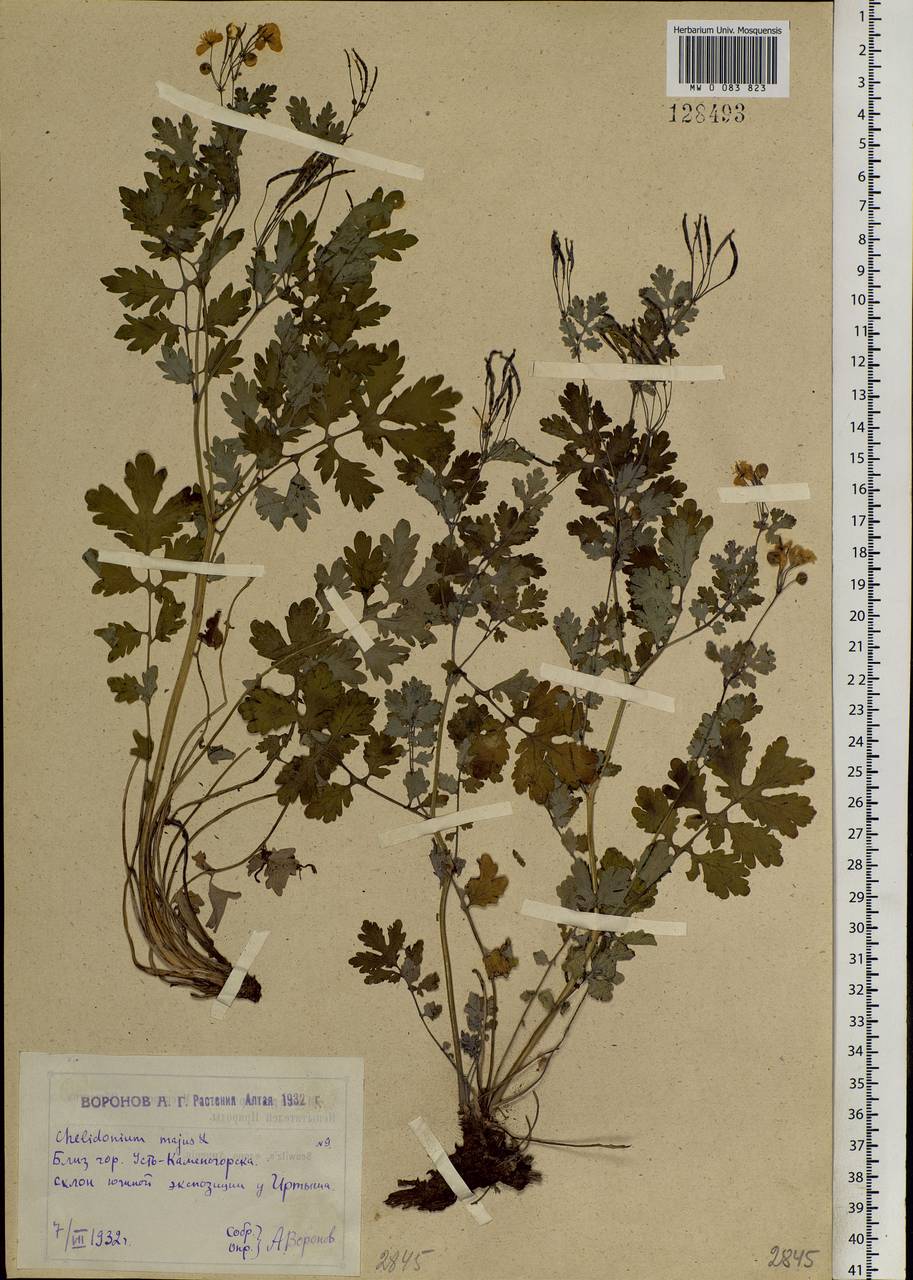 Chelidonium majus L., Siberia, Western (Kazakhstan) Altai Mountains (S2a) (Kazakhstan)