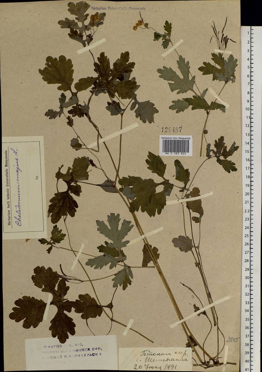 Chelidonium majus L., Siberia, Western (Kazakhstan) Altai Mountains (S2a) (Kazakhstan)