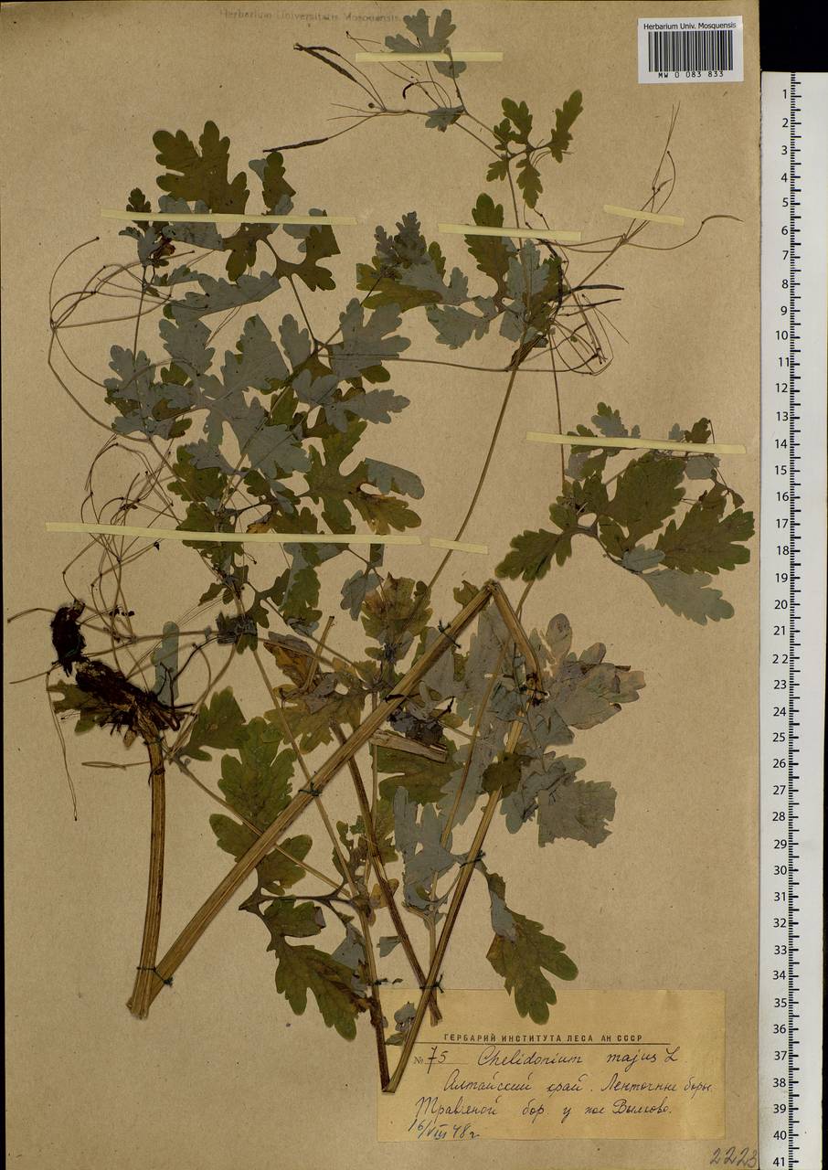 Chelidonium majus L., Siberia, Altai & Sayany Mountains (S2) (Russia)