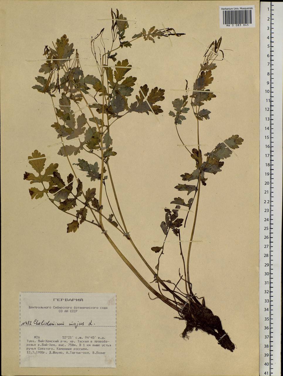 Chelidonium majus L., Siberia, Altai & Sayany Mountains (S2) (Russia)