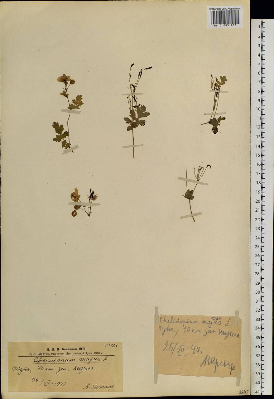 Chelidonium majus L., Siberia, Altai & Sayany Mountains (S2) (Russia)