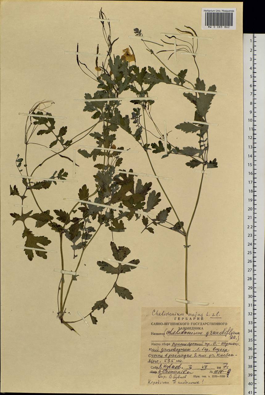 Chelidonium majus L., Siberia, Altai & Sayany Mountains (S2) (Russia)