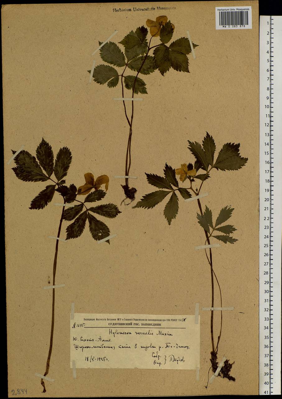 Hylomecon vernalis Maxim., Siberia, Russian Far East (S6) (Russia)