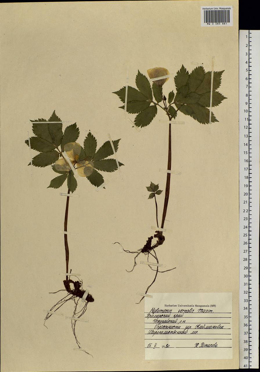 Hylomecon vernalis Maxim., Siberia, Russian Far East (S6) (Russia)