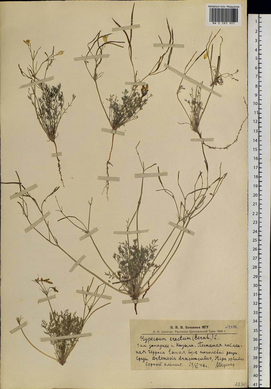 Hypecoum erectum L., Siberia, Altai & Sayany Mountains (S2) (Russia)