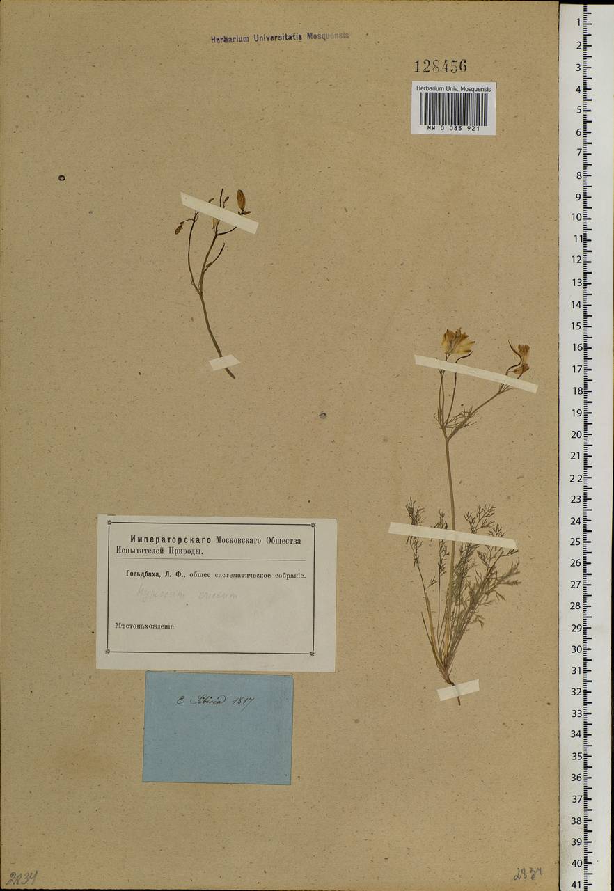 Hypecoum erectum L., Siberia (no precise locality) (S0) (Russia)