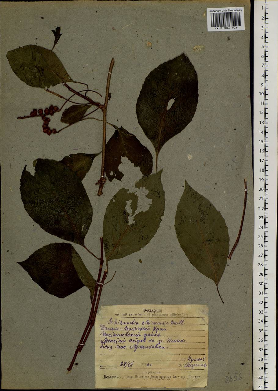 Schisandra chinensis (Turcz.) Baill., Siberia, Russian Far East (S6) (Russia)