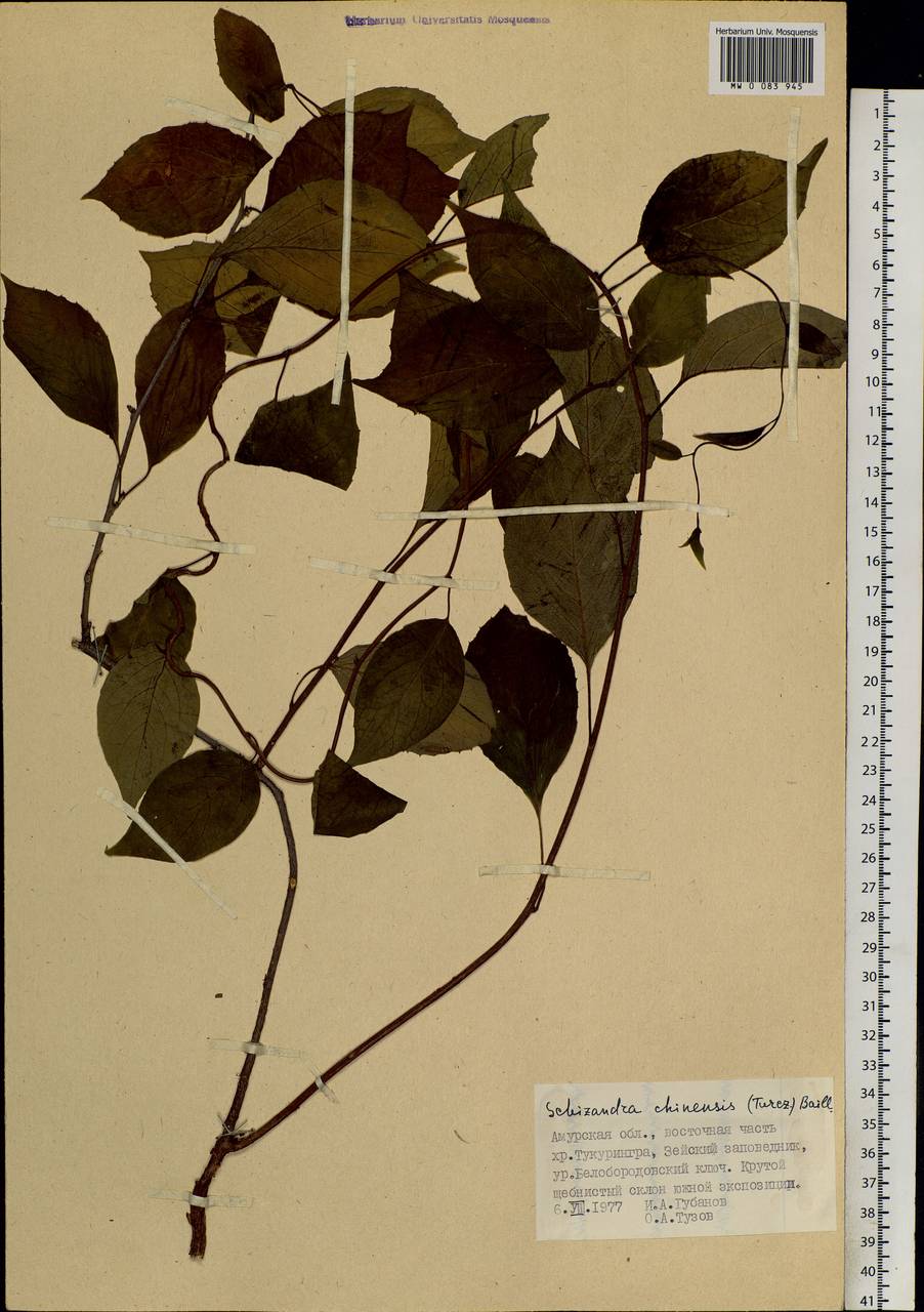 Schisandra chinensis (Turcz.) Baill., Siberia, Russian Far East (S6) (Russia)