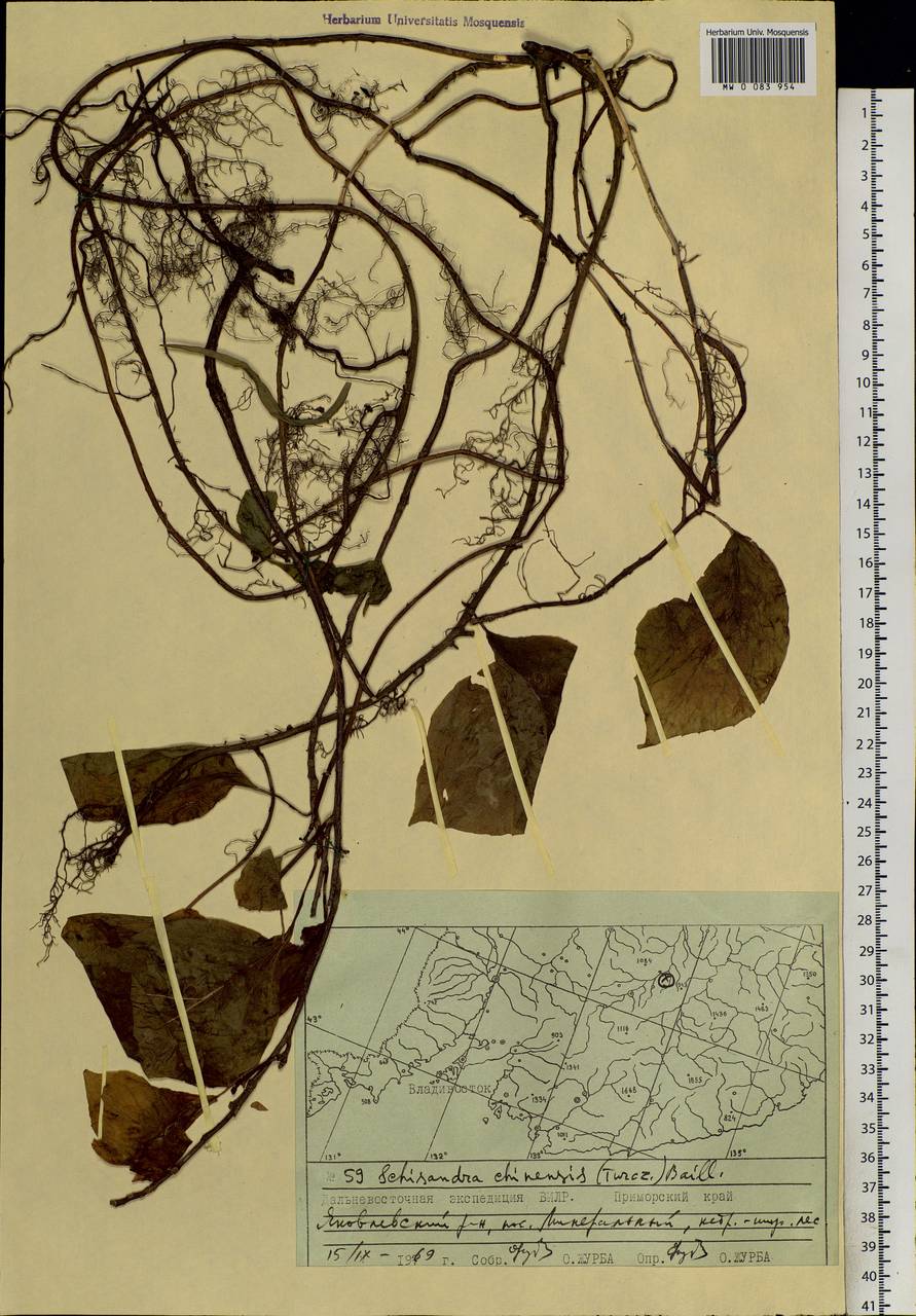 Schisandra chinensis (Turcz.) Baill., Siberia, Russian Far East (S6) (Russia)