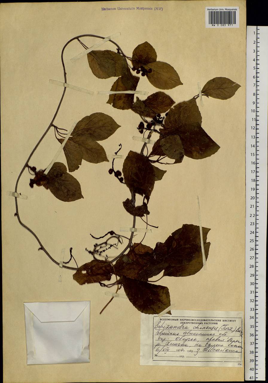 Schisandra chinensis (Turcz.) Baill., Siberia, Russian Far East (S6) (Russia)