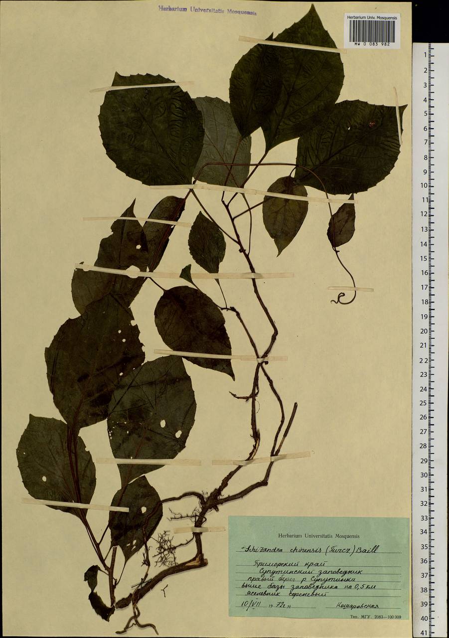 Schisandra chinensis (Turcz.) Baill., Siberia, Russian Far East (S6) (Russia)