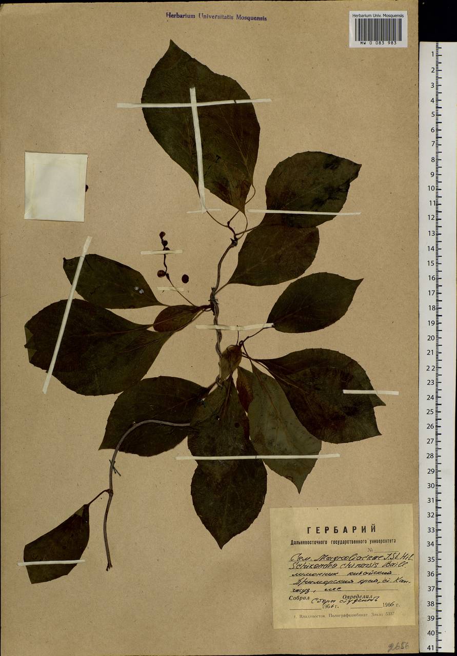 Schisandra chinensis (Turcz.) Baill., Siberia, Russian Far East (S6) (Russia)