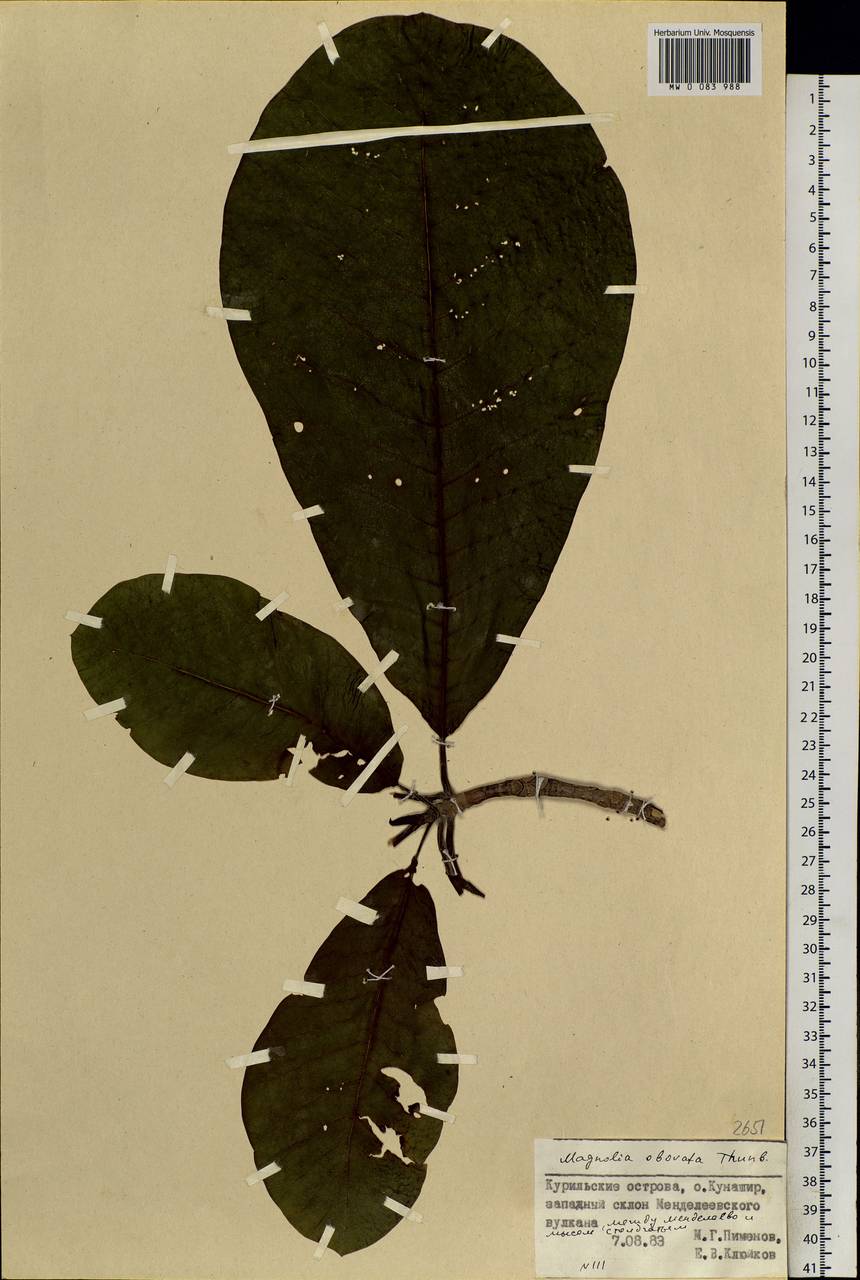 Magnolia obovata Thunb., Siberia, Russian Far East (S6) (Russia)