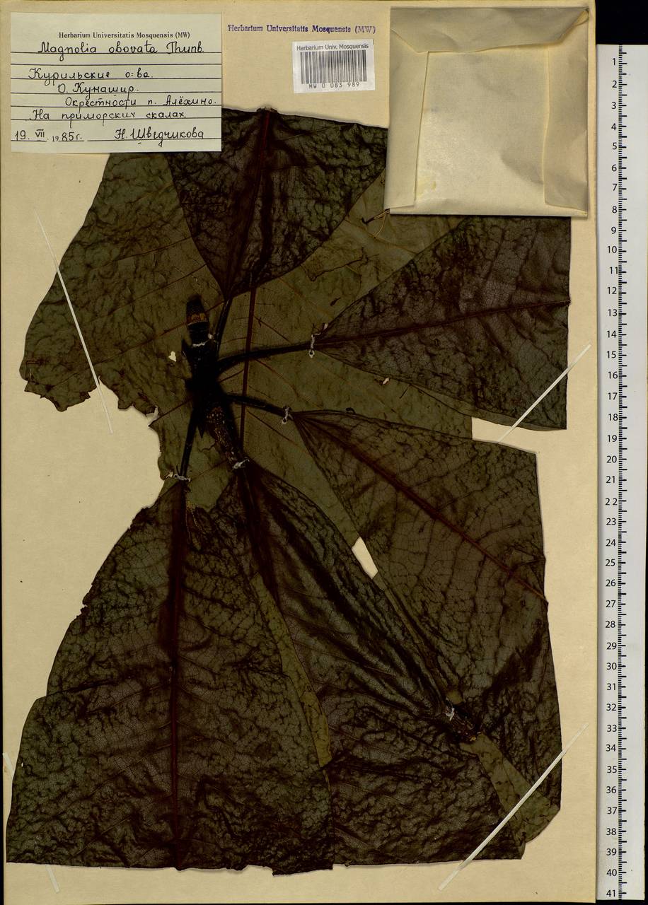Magnolia obovata Thunb., Siberia, Russian Far East (S6) (Russia)